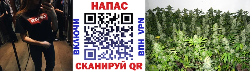 Каннабис сатива  Первомайск 